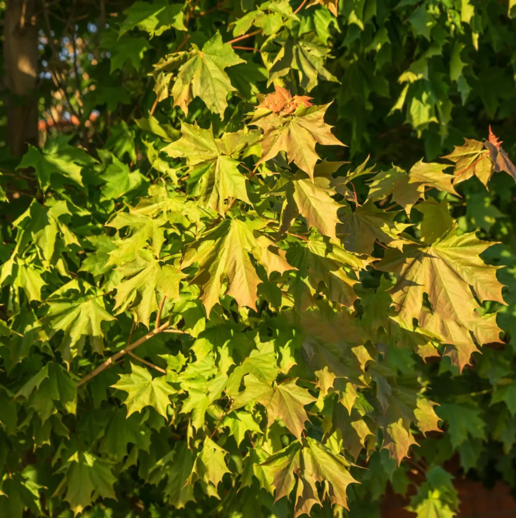 Klon Pospolity Acer platanoides. Liściasty kolos.