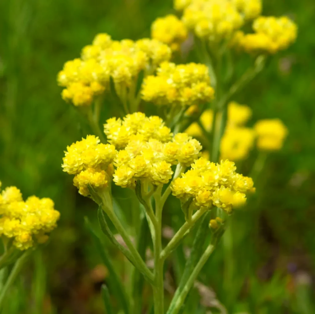 Kocanka Helichrysum arenarium. Żółty czar natury.