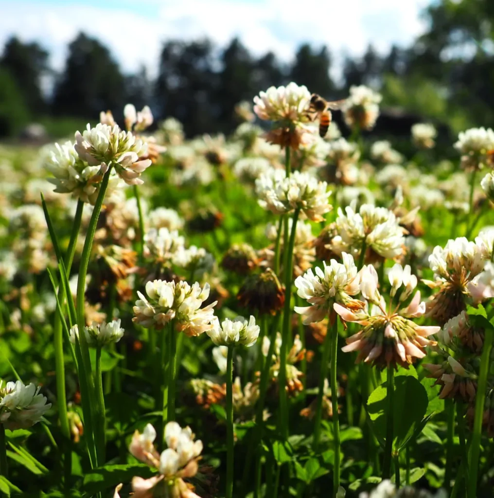 Koniczyna biała Trifolium repens. Zielony ambasador łąk.