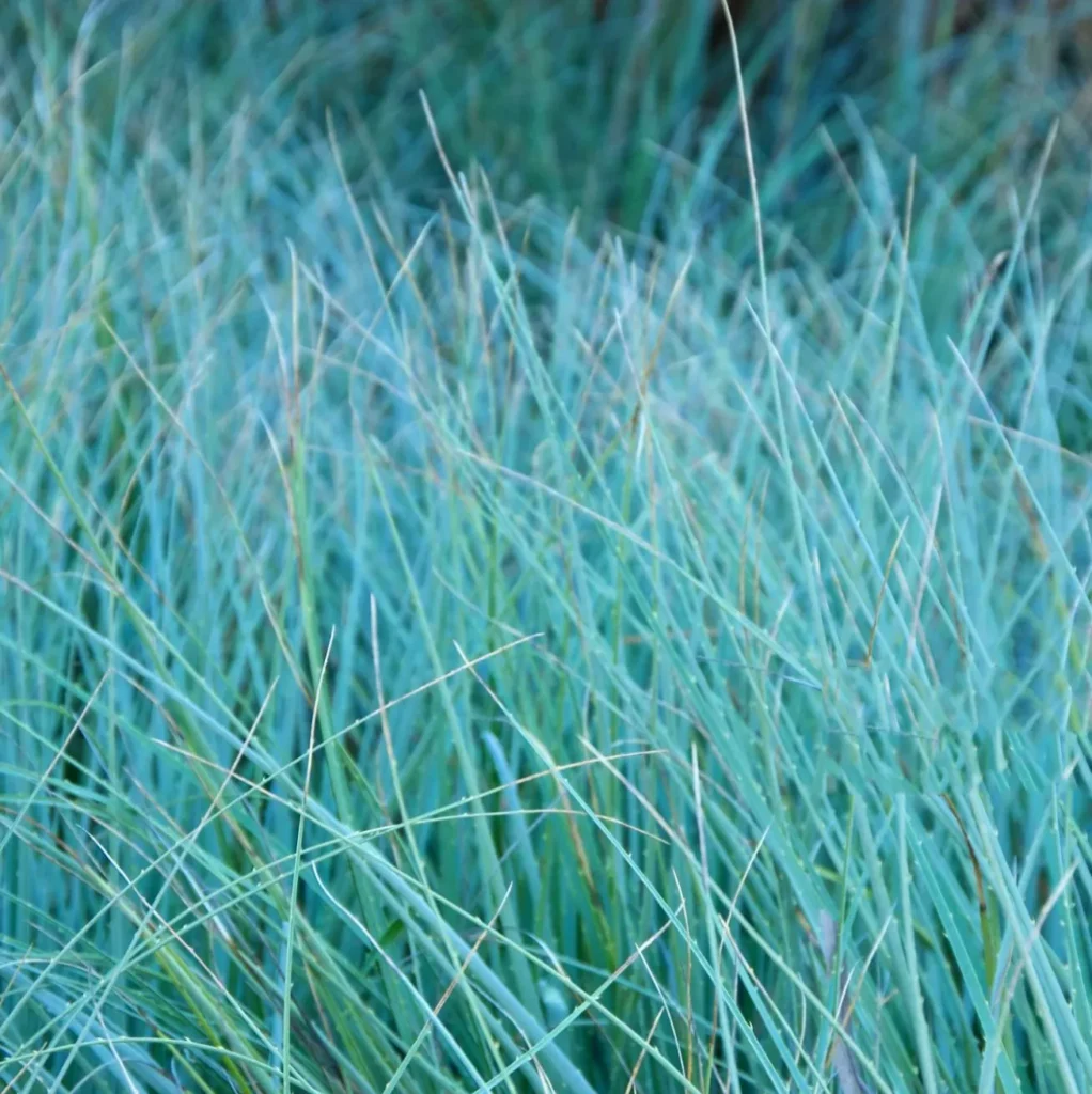 Kostrzewa sina Elijah Blue Festuca glauca. Błekitny pędzel.