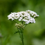 Krwawnik-pospolity-Achillea-millefolium