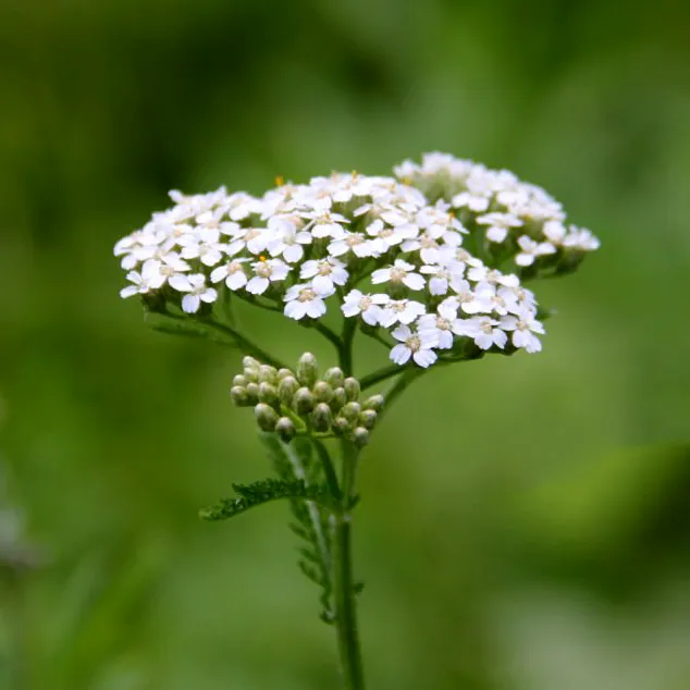 Krwawnik pospolity Achillea millefolium. Skarb matki natury.