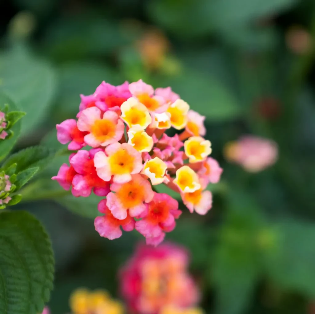 Lantana Camara Evita Magenta - Kalejdoskop na łodydze.