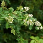 Ligustr-pospolity-Ligustrum-vulgare