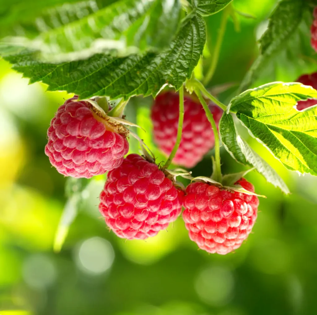 Malina właściwa Rubus idaeus - Rubinowy klejnot ogrodu.