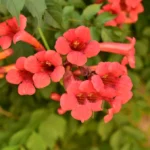 Milin-amerykański-Campsis-radicans