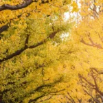 Milorząb-Autumn-Gold-Ginkgo-biloba