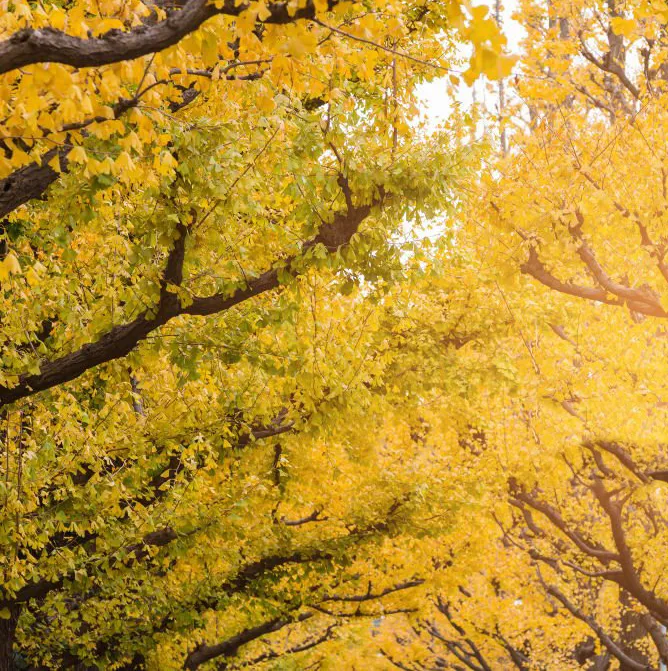 Miłorząb Autumn Gold Ginkgo biloba - Złocisty gigant.