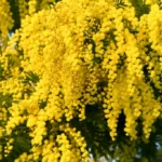 Mimoza-srebrzysta-Acacia-dealbata