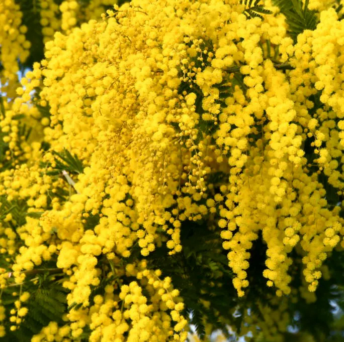 Mimoza Srebrzysta Acacia dealbata. Delikatność i Siła.