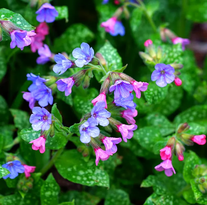 Miodunka Pulmonaria – Klejnot leśnych zakątków.