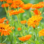 Nagietek-lekarski-Calendula-officinalis