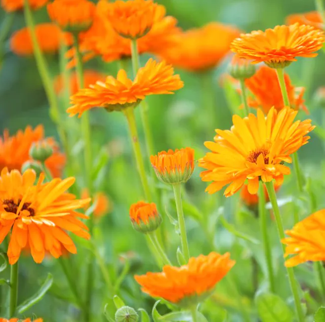 Nagietek lekarski Calendula officinalis. Kwitnąca apteczka.