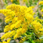 Nawłoć-pospolita-Solidago-virgaurea