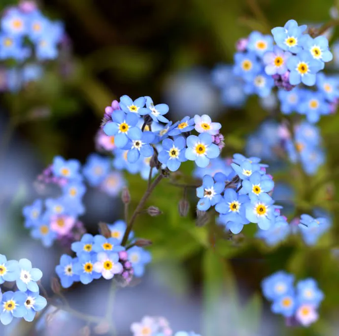 Niezapominajka leśna Myosotis sylvatica. Leśny blask.