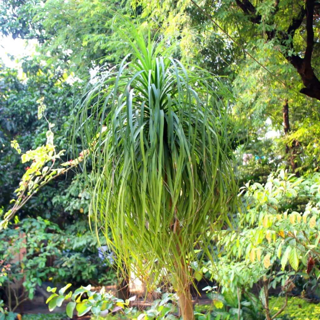 Nolina recurvata Beaucarnea recurvata-Meksykański baobab