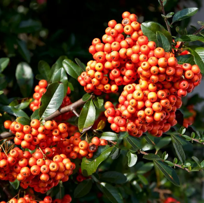 Ognik szkarłatny Pyracantha. Uprawa i  Pielęgnacja.