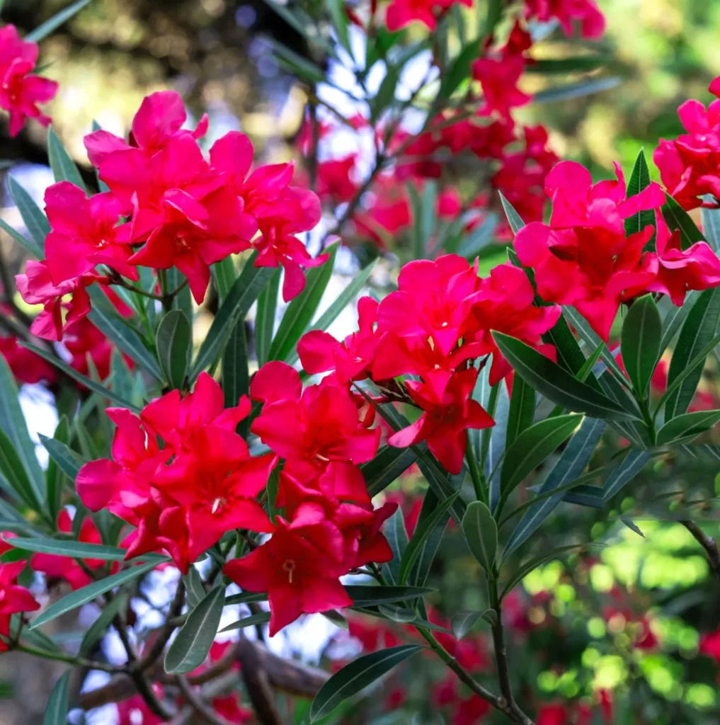 Oleander Nerium Hardy Red - Płomień tańczący na wietrze.