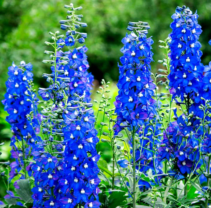 Ostróżka Delphinium – Elegancja i Wysokość.