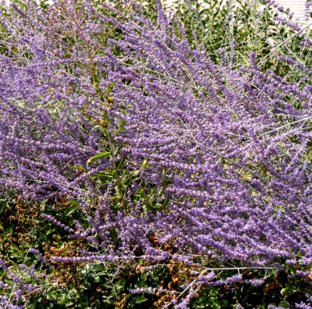 Perowskia Perovskia Blue Spire.  Elegancja i odporność.