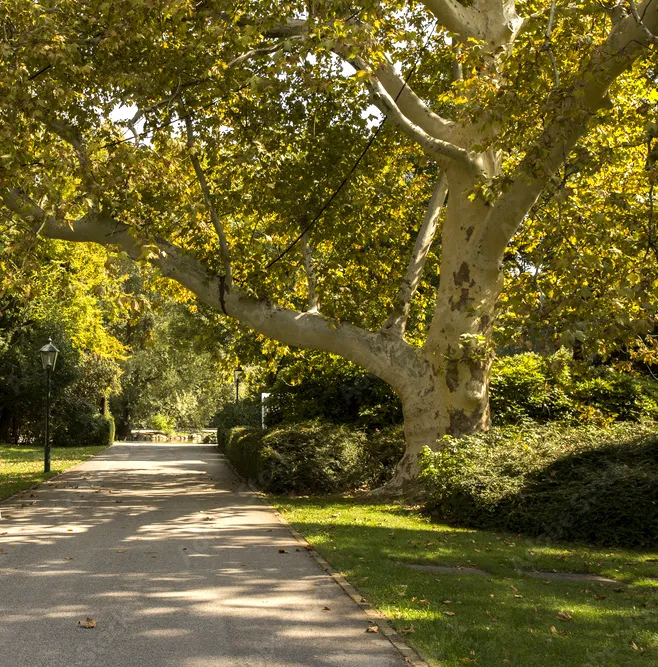 Platan klonolistny Platanus acerifolia - Władca alei.