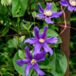 Powojnik-Clematis