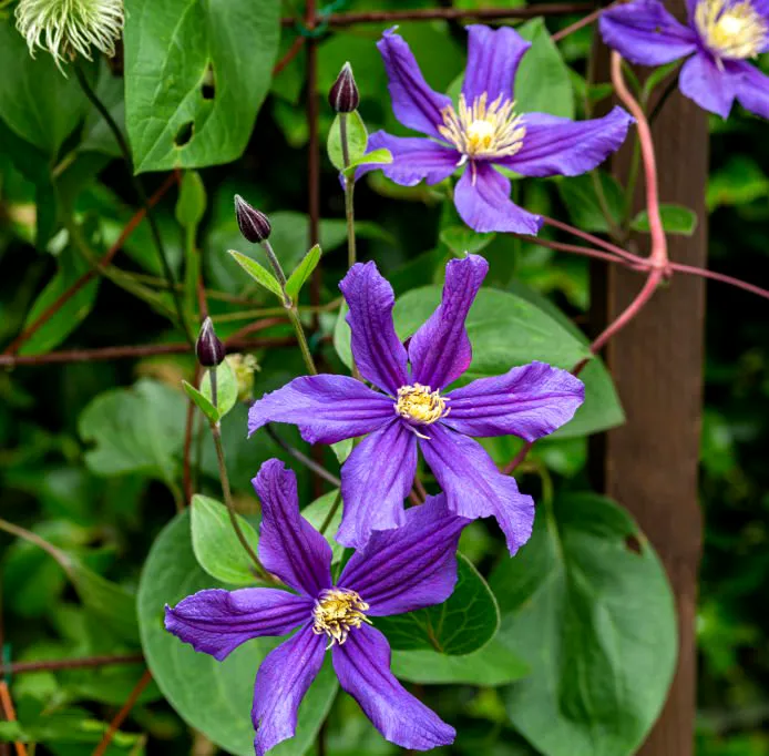 Powojnik Clematis – Klejnot wśród pnączy.