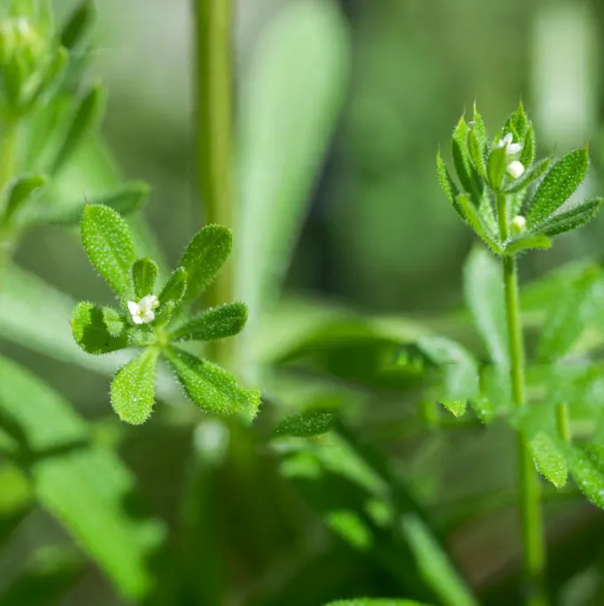 Przytulia czepna Galium aparine. Mistrzyni wspinaczki.