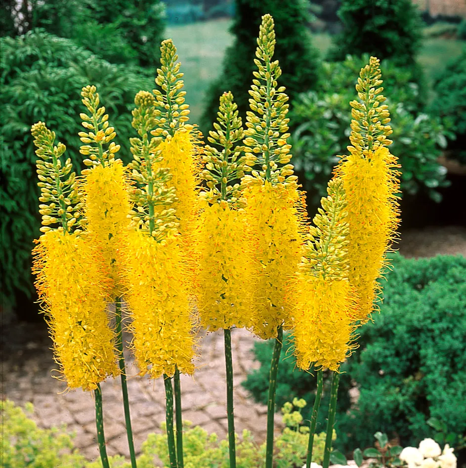 Pustynnik (Eremurus). Król pustyni w Twoim ogrodzie.