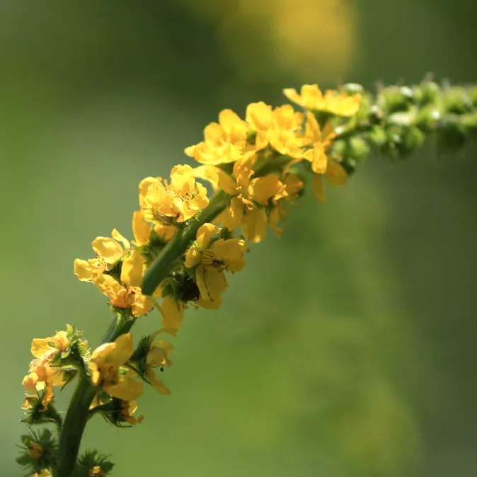 Rzepik pospolity Agrimonia eupatoria. Złoto natury.