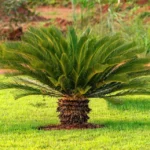 Sagowiec-Cycas-revoluta