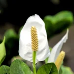 Skrzydlokwiat-Spathiphyllum-Mauna-Loa