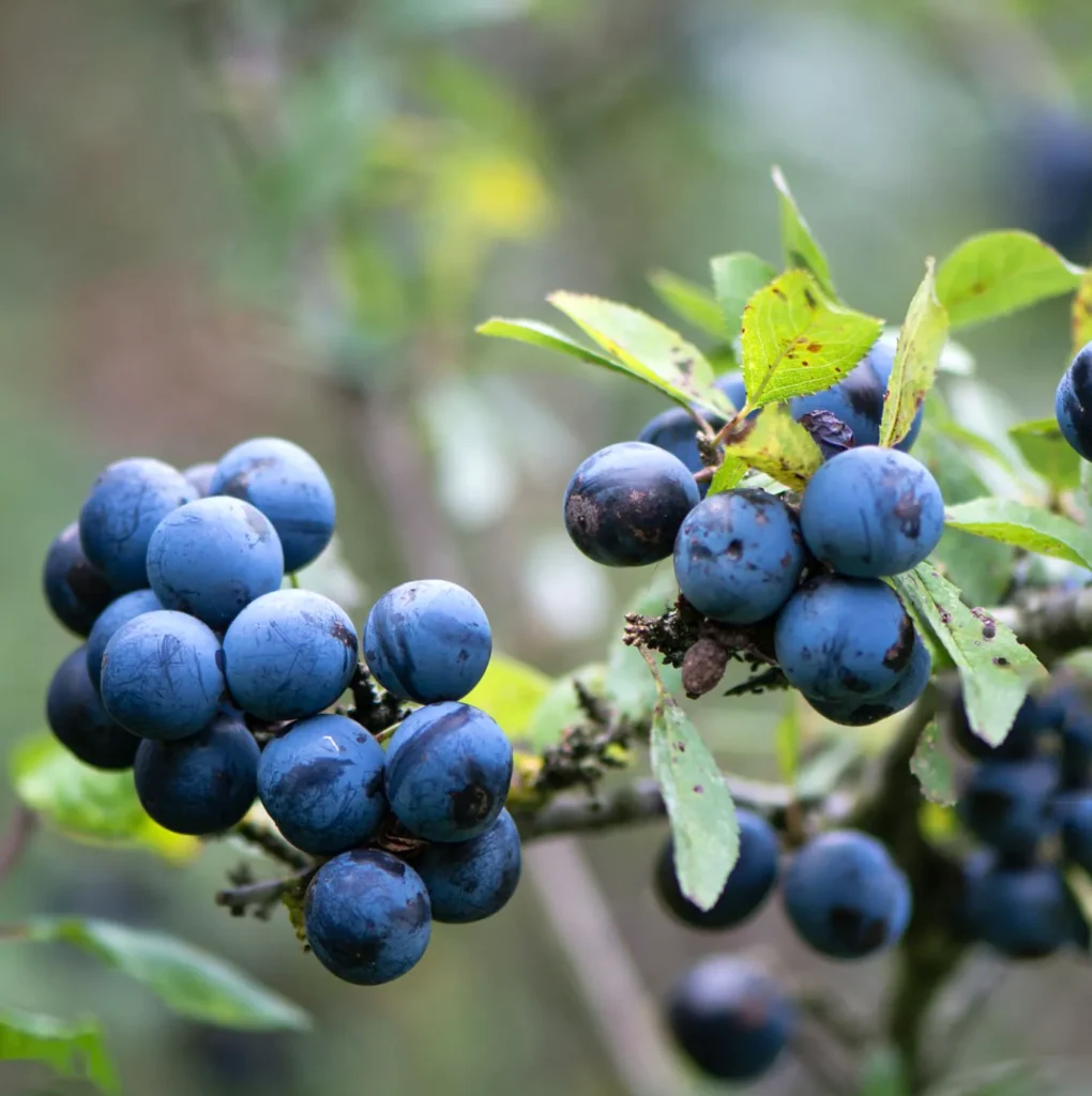 Tarnina Zwyczajna Prunus spinosa. Dziki skarb natury.