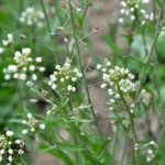 Tasznik-pospolity-typowy-Capsella-bursa-pastoris