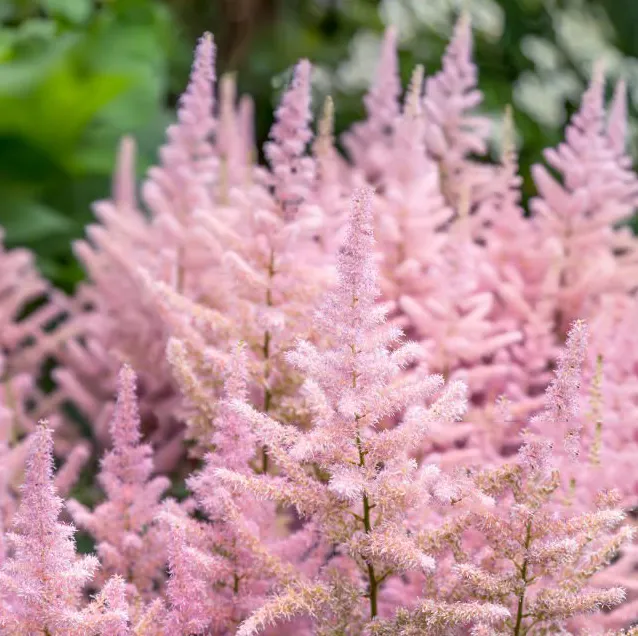 Tawułka Astilbe – Królowa półcienia.