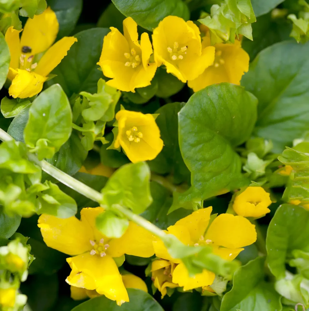 Tojeść rozesłana Lysimachia nummularia - Złoty kaskader.