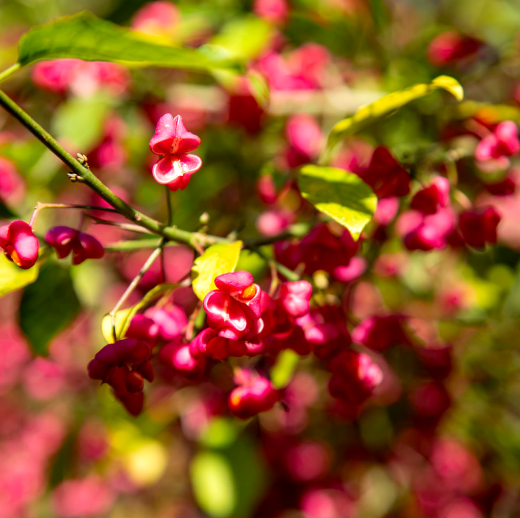 Trzmielina Pospolita Euonymus europaeus. Kolorowy strażnik