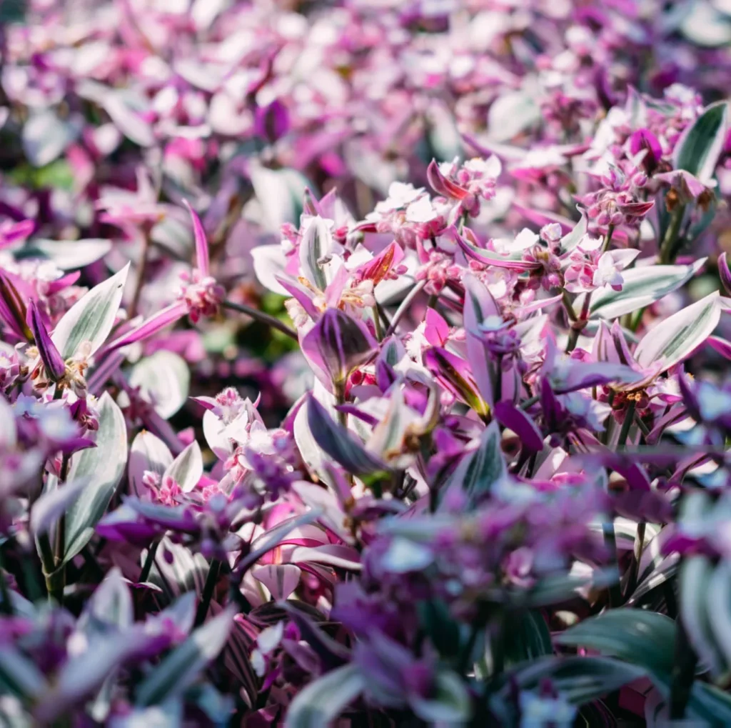 Trzykrotka tradescantia zebrina. Szept fioletowych fal.