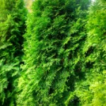 Tuja-Zachodnia-Thuja-occidentalis