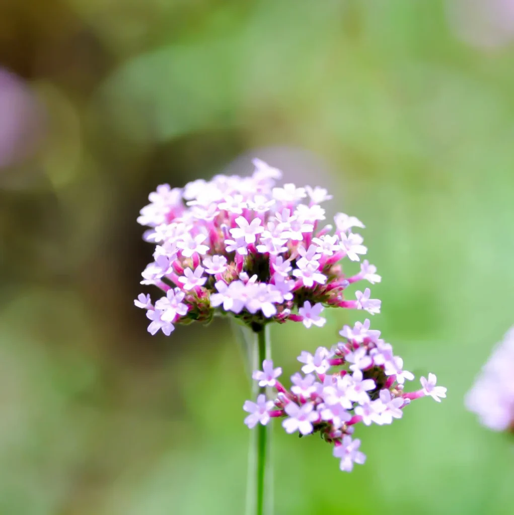 Werbena ogrodowa Verbena x hybrida. Kwiatowa gwiazda.