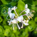 Wiciokrzew-japoński-Lonicera-japonica