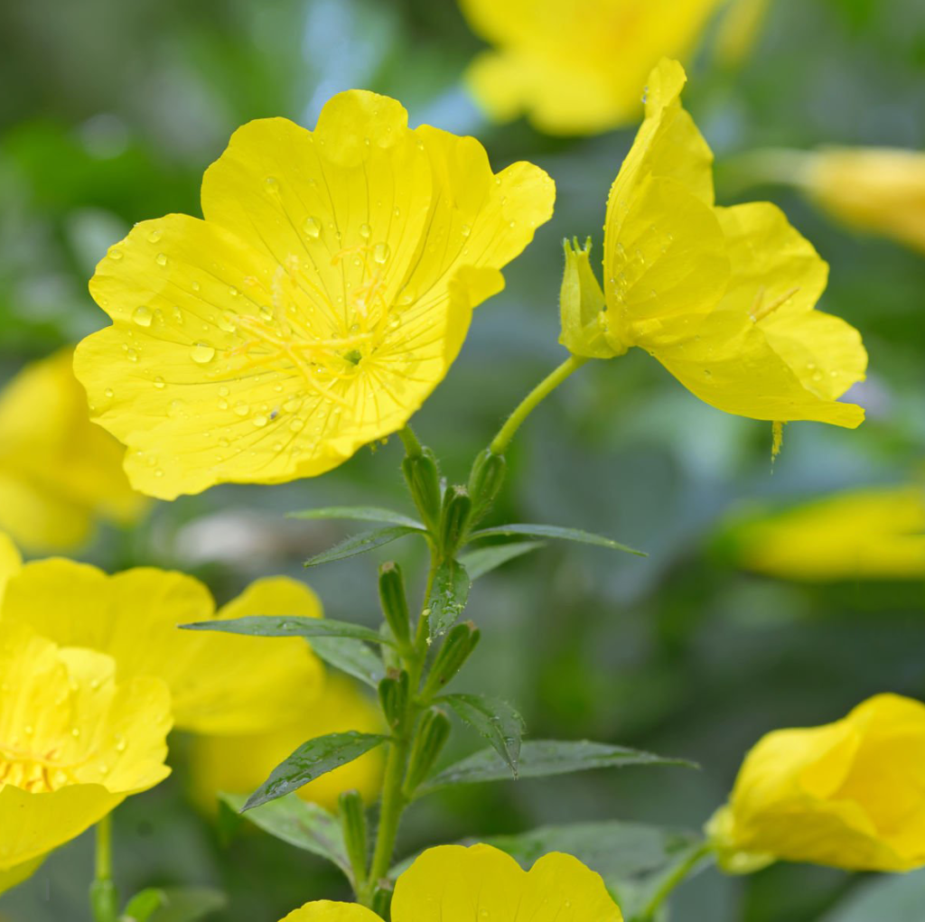 Wiesiołek Dwuletni Oenothera biennis - Dwuletni czar.