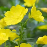 Wiesiolek-Dwuletni-Oenothera-biennis