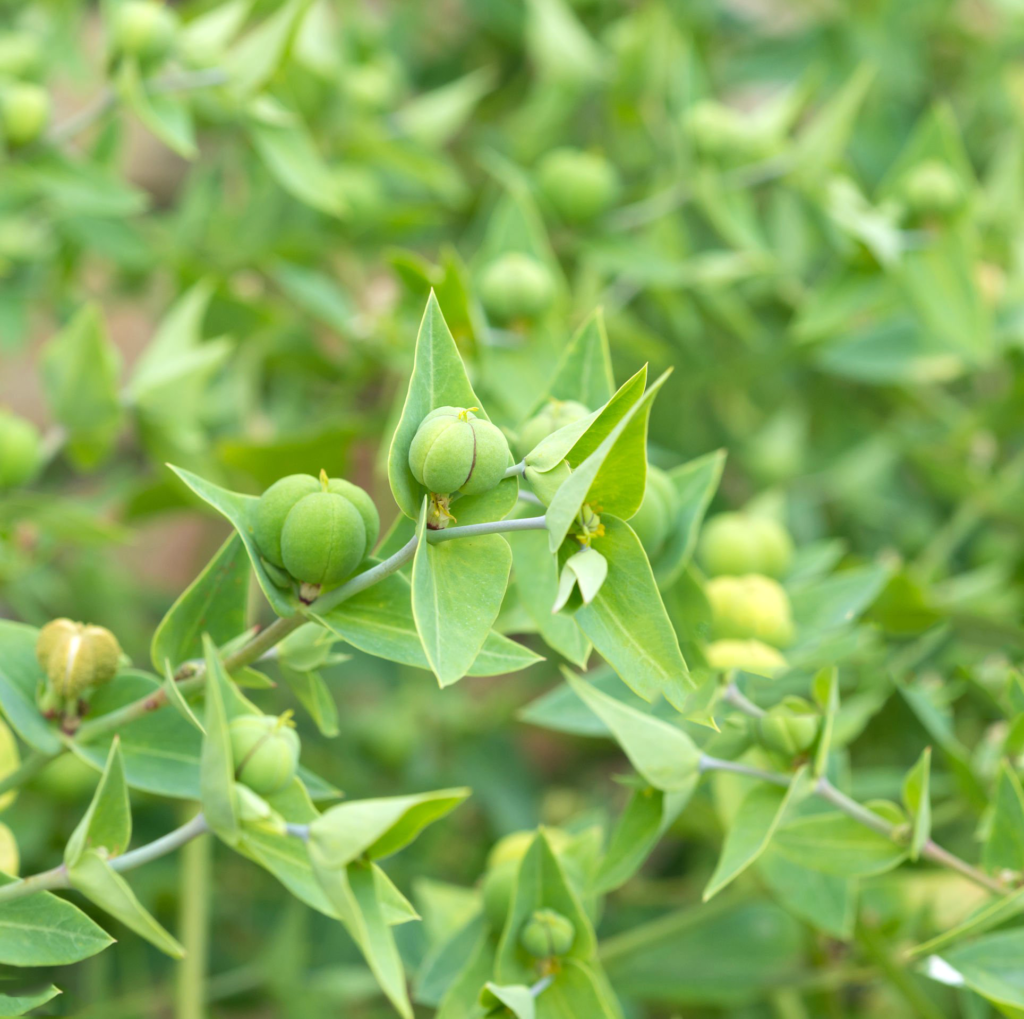 Wilczomlecz obrotny Euphorbia lathyris. Ogrodowy szaman.