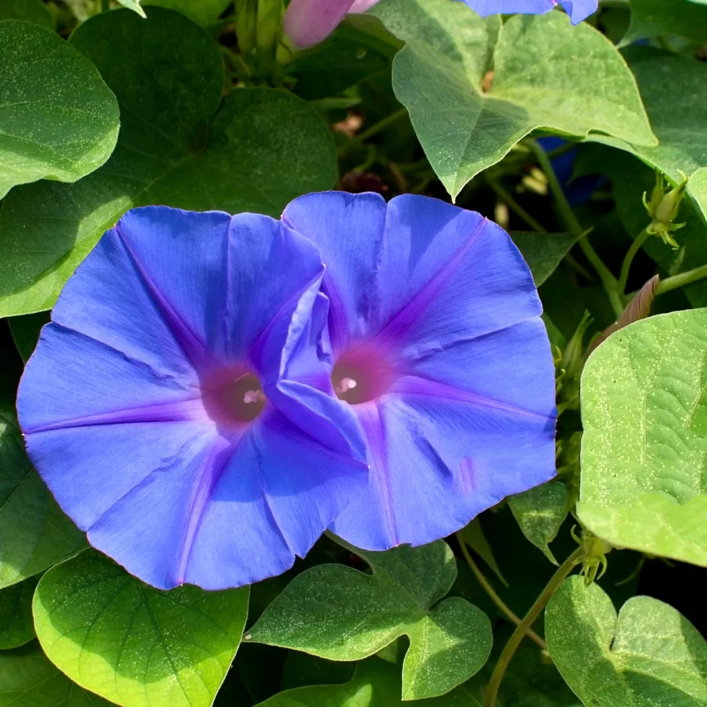 Wilec purpurowy Ipomoea purpurea. Perła letnich ogrodów.