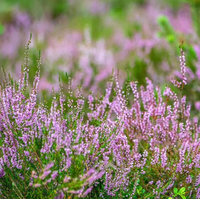 Wrzos Calluna vulgaris Alicia. Piękno i Wytrzymałość.