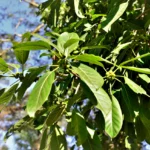 Yerba-Mate-Con-Palo