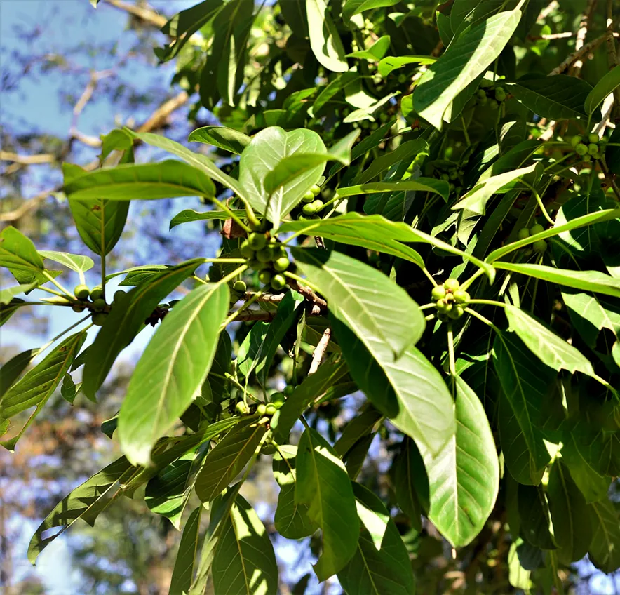 Yerba Mate Con Palo - Tradycja w każdym łyku.