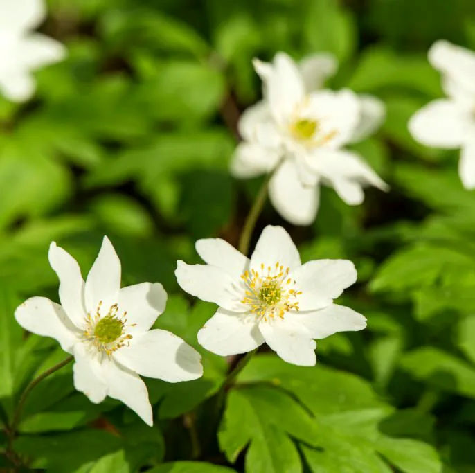 Zawilec Anemone nemorosa Vestal. Leśny klejnot.