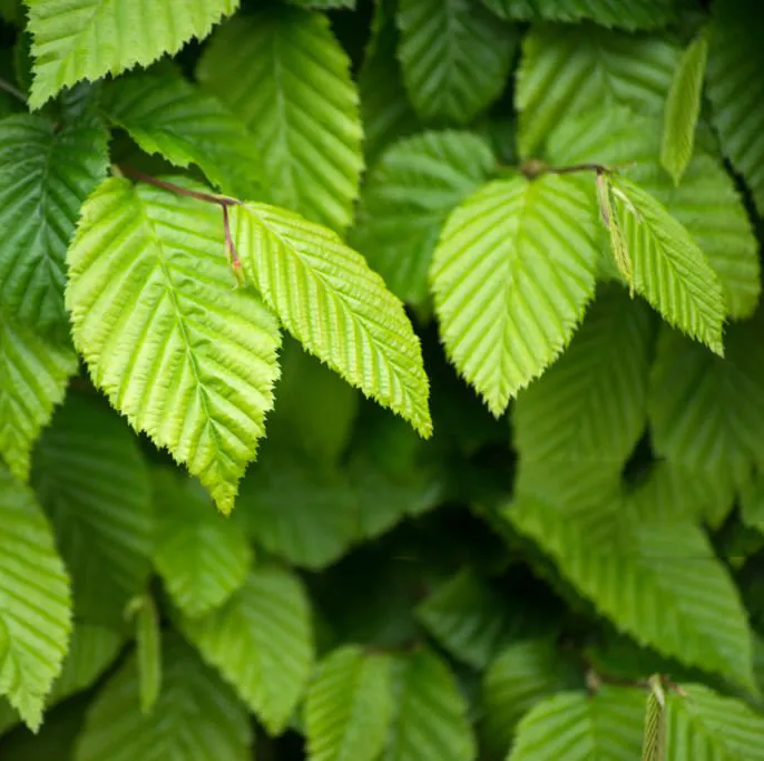 Grab Pospolity Carpinus betulus. Zielony filar lasu.